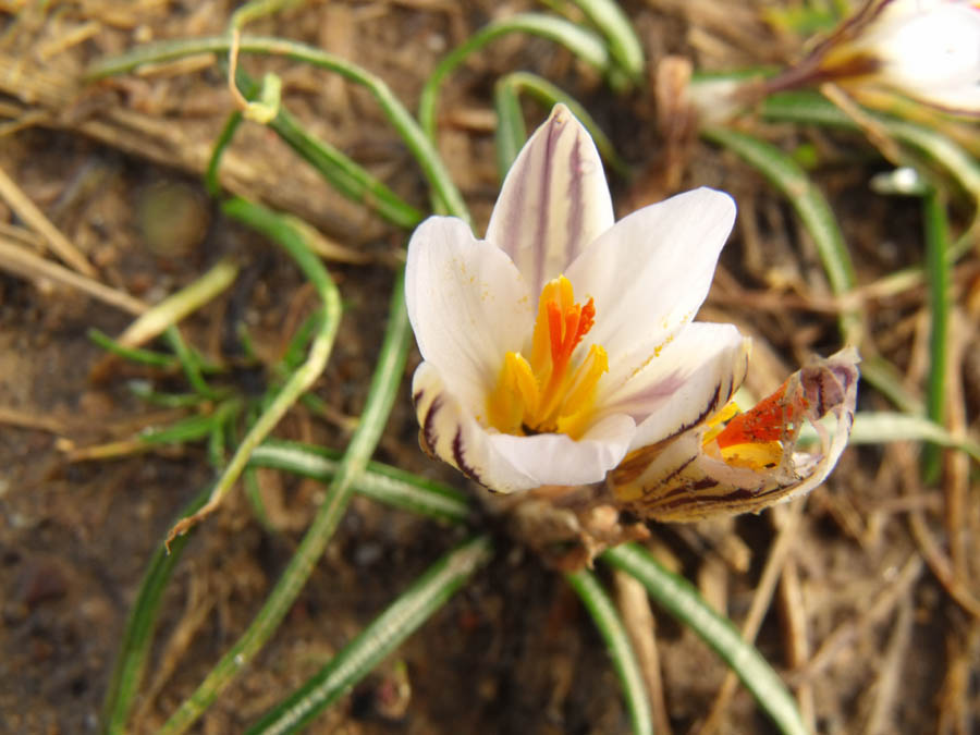 Crocus biflorus